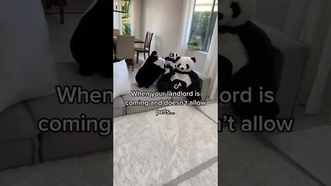 HOW TO SACK THE LANDLORD WHO DOESN'T LIKE PETS AND DOGS (No dogs allowed...no problem )🐼...#SHORTS