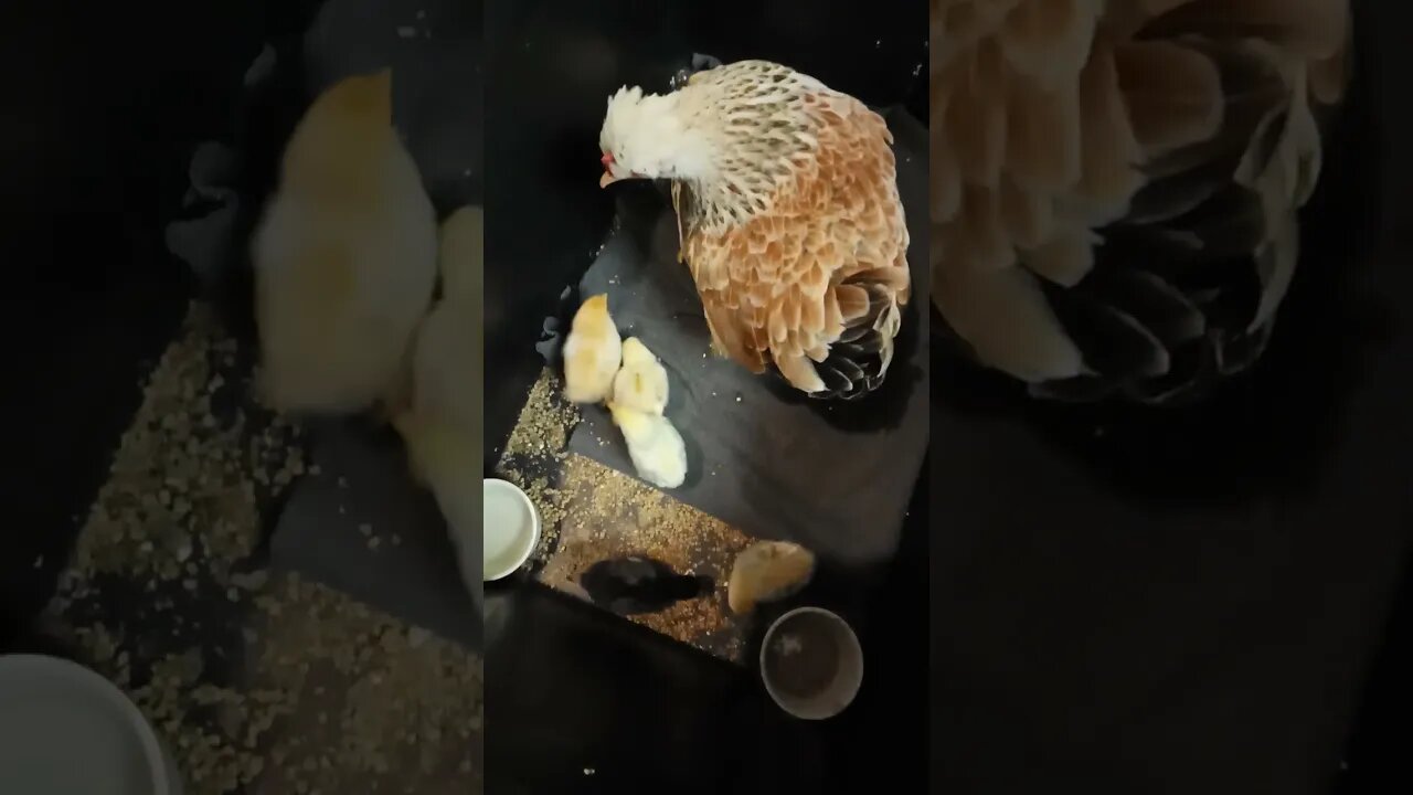 Mumma chicken and her babies