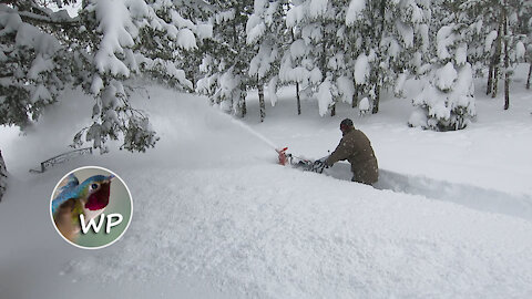 Little Snowblower that Could. Clearing Driveway of the Colorado Mountain House