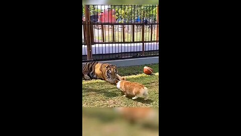 tiger vs dog Love 😍