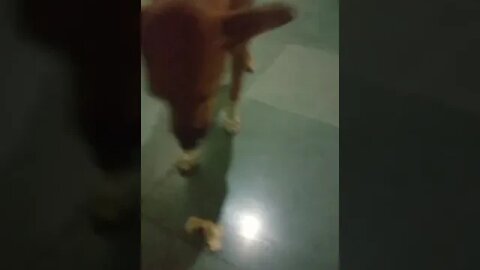 my first vlog ❤ 🐕 इनको रोटी हाथ से खाना है। 🤣 #shorts