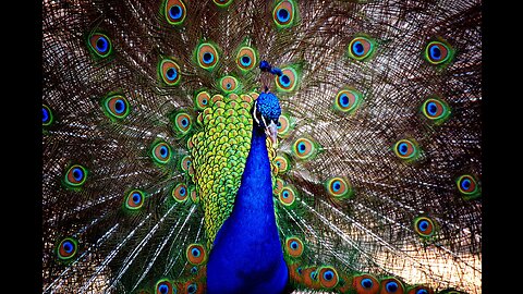AMAZING PEACOCK DANCE •❥ BEAUTIFUL PEACOCK 🦚💐🎶