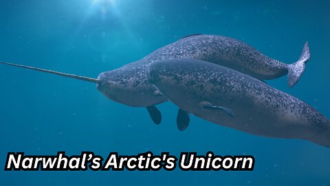 "Narwhals: Arctic's Unicorn Explorers" #seaanimal 🦄🌊