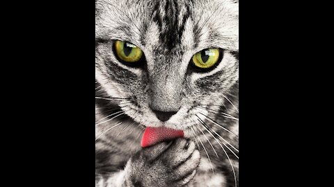 the animals are awesome and amazing. funny videos❤✅❗