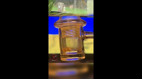 Watch these #Deer while I take a fat #Glob 🍯 of live resin #concentrates #extracts #stoners