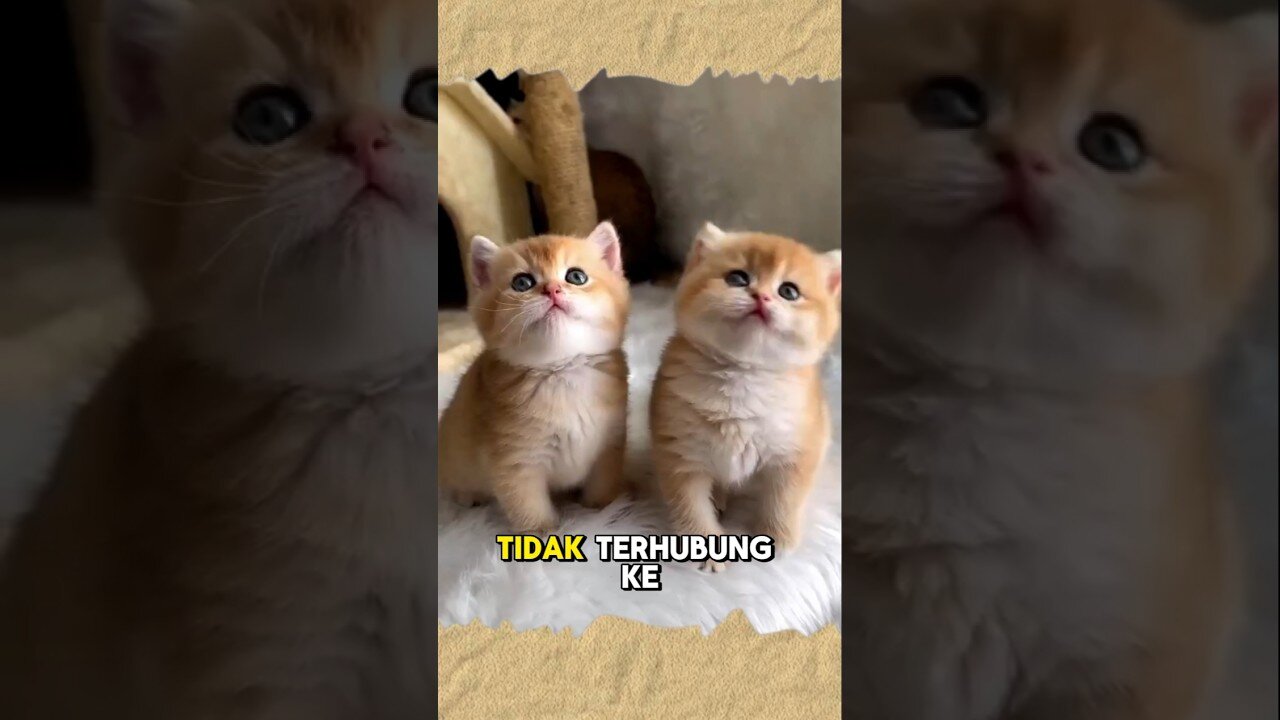🐱 "Fakta Menarik Tentang Kucing yang Mungkin Belum Kamu Tahu!"