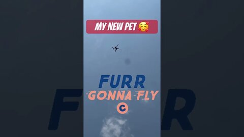 His Reaction to my New Pet is Legit 😂😂😂. P.S. I Still Love You Ghostu 💛 #goldenretriever #drone