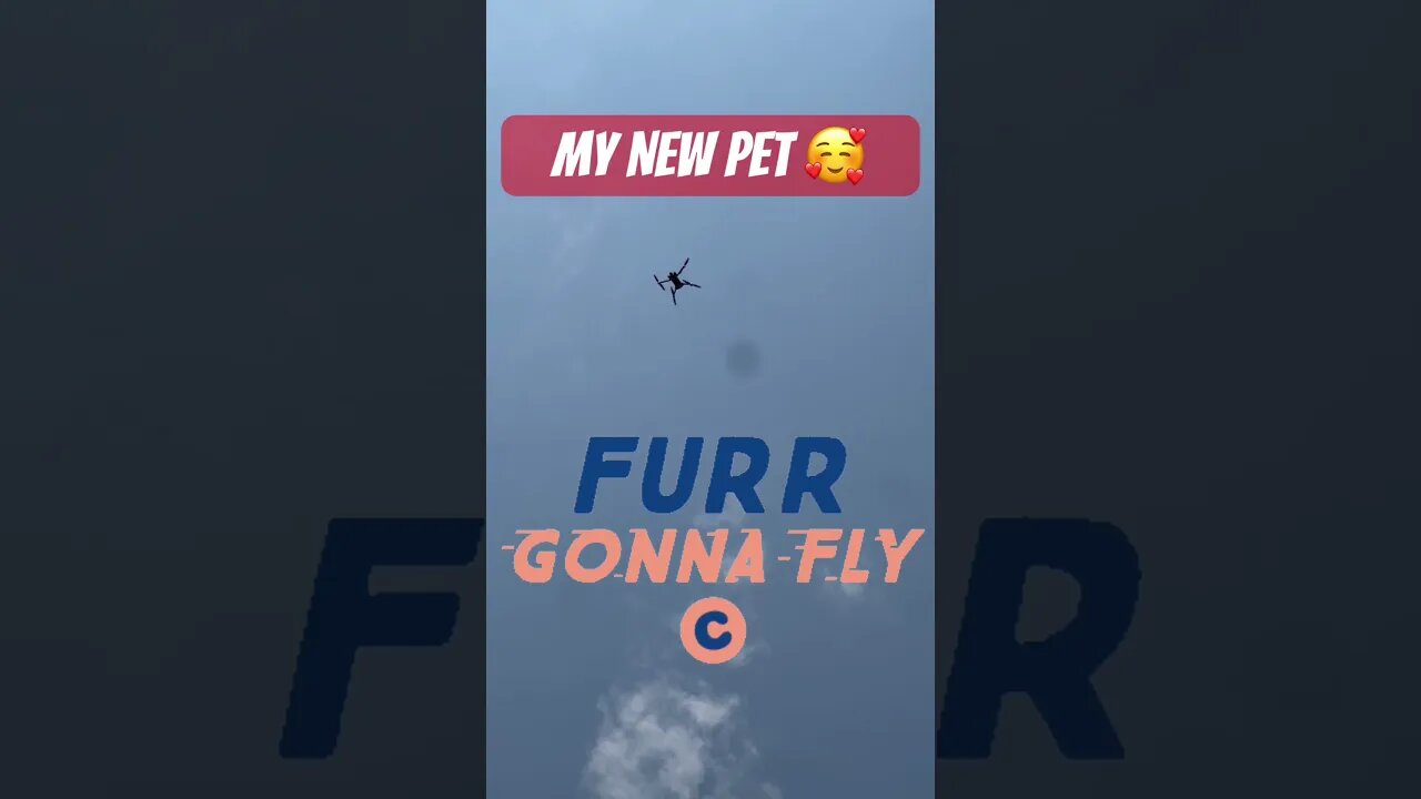 His Reaction to my New Pet is Legit 😂😂😂. P.S. I Still Love You Ghostu 💛 #goldenretriever #drone