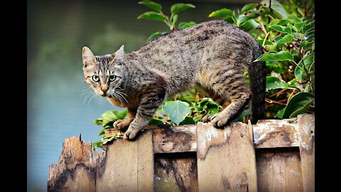 catvideo funny