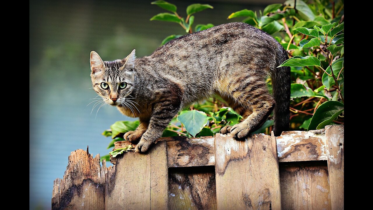 catvideo funny