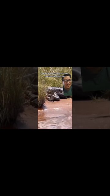 Anacondas eat other anacondas???