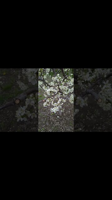 vine vine primăvara