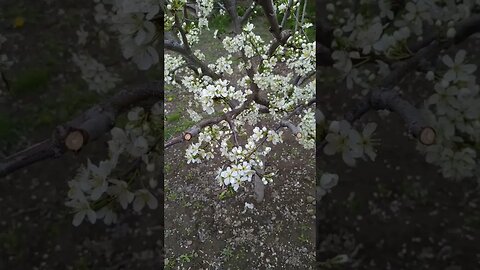 vine vine primăvara