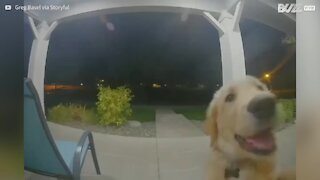 Cane tocca la campanella prima di entrare in casa