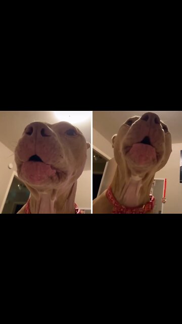 Dog Gets Autotuned When Begging For Walk Time