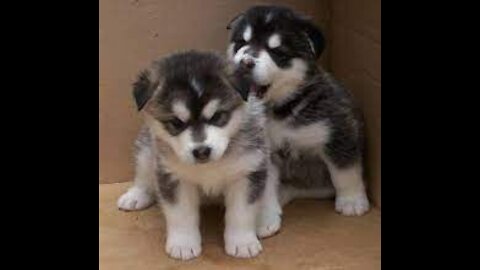 Baby Alaskan cute