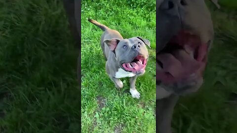 Dogs getting that work 🏋🏾 #subscribe #durk