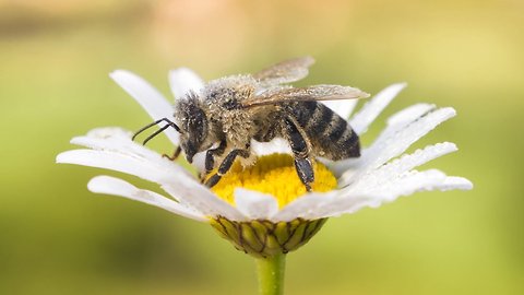 Are Honeybees Endangered? Scientists Can't Give A Definitive Answer