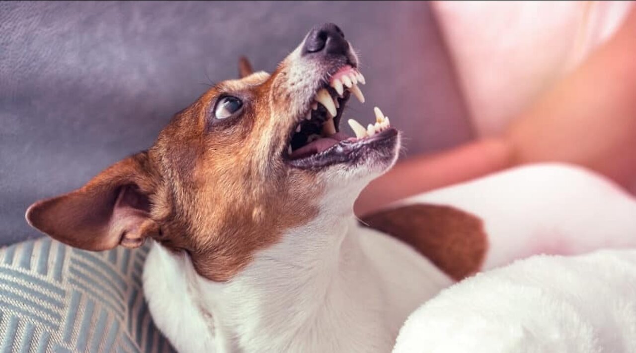 How To Make Dog Become Fully Aggressive With Few Simple Tips