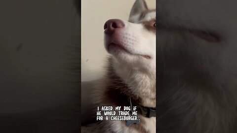 I need a new dog 😭