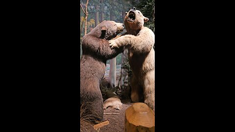 bear fight cought on camera