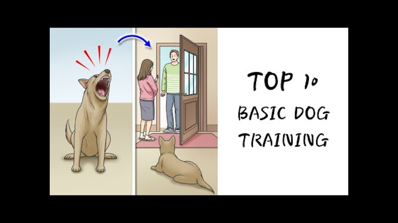 Basic Dog Training TOP 10 Essential Commands Every Dog Should Know !