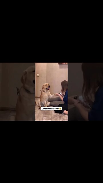 Dog Faints 🐕 😀