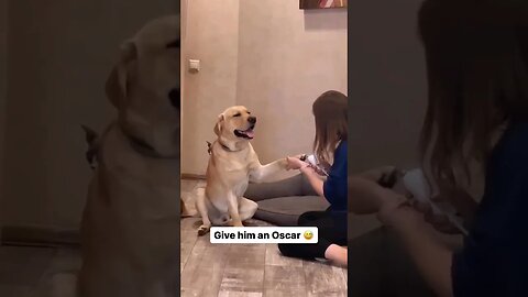 Dog Faints 🐕 😀