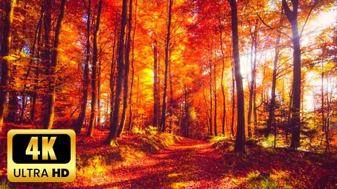 4K Amazing Autumn Forest with Guitar Music🍁4K Autumn Ambience & Fall Foliage