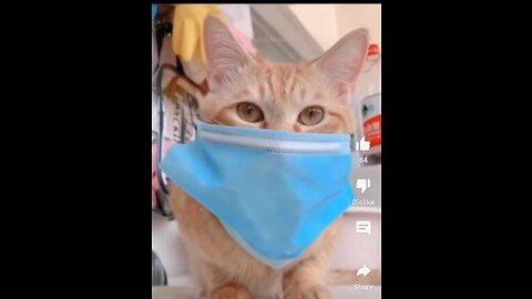 Funny cat is following covid-19 rules #shorts #short
