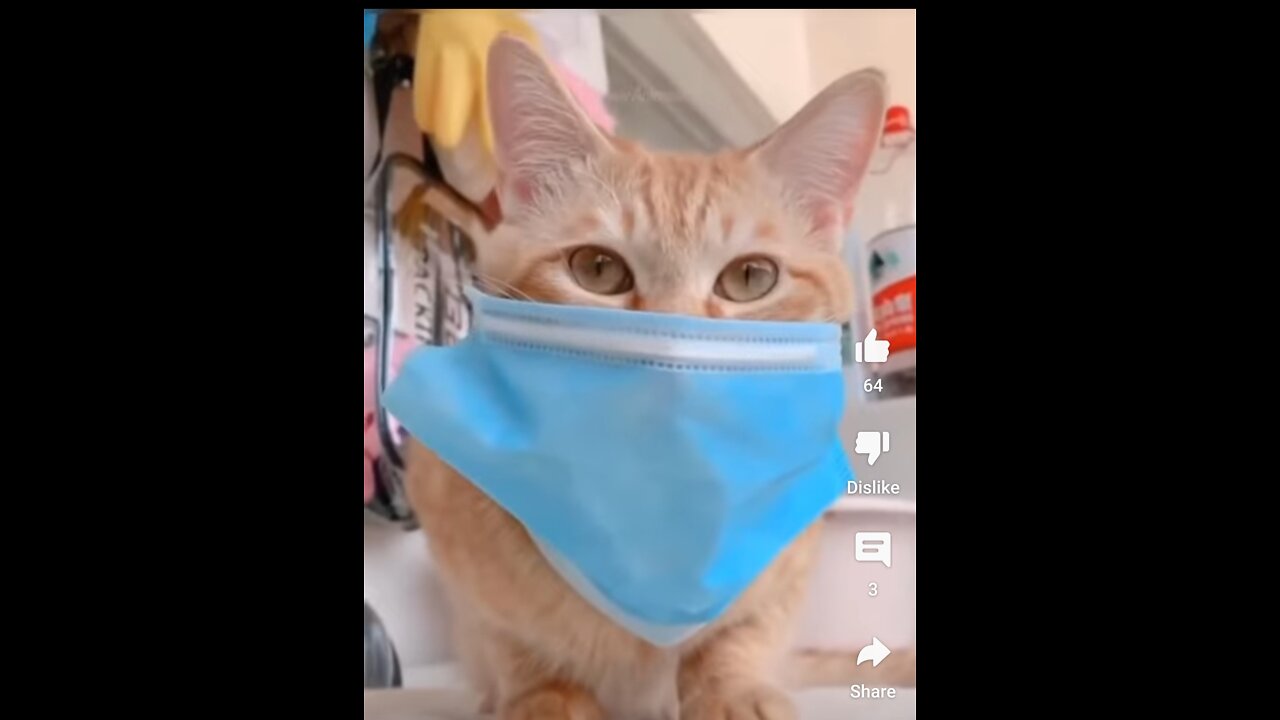 Funny cat is following covid-19 rules #shorts #short