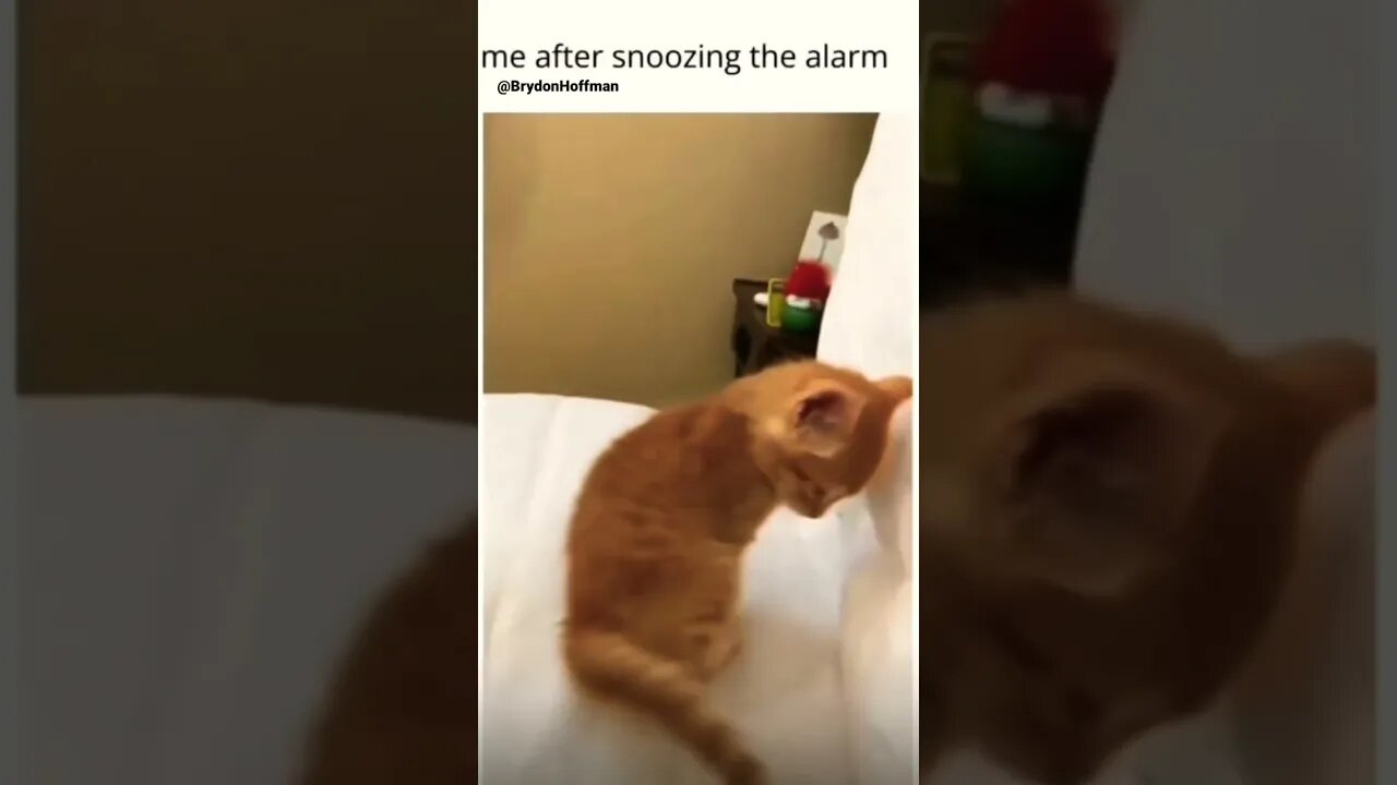 Funny Cat Meme 😂 pt.12 #shorts