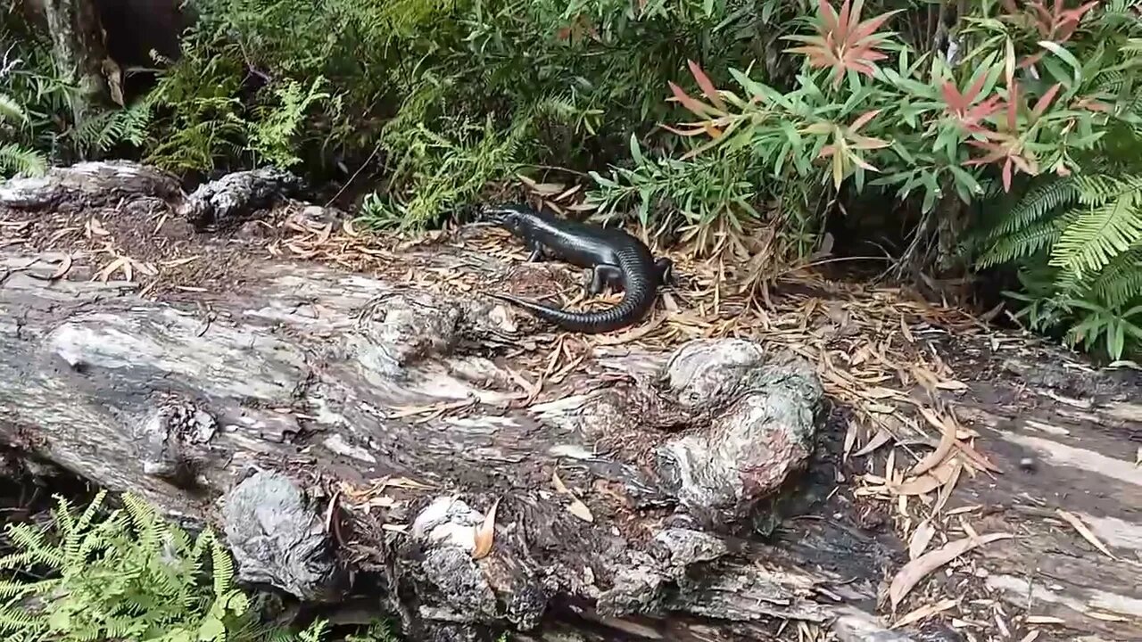 Blotched blue-tongued lizard