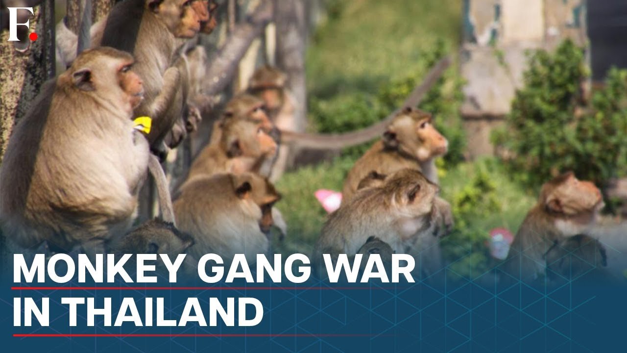 Thailand: Police Form Special Team to Fight Monkey Gangs