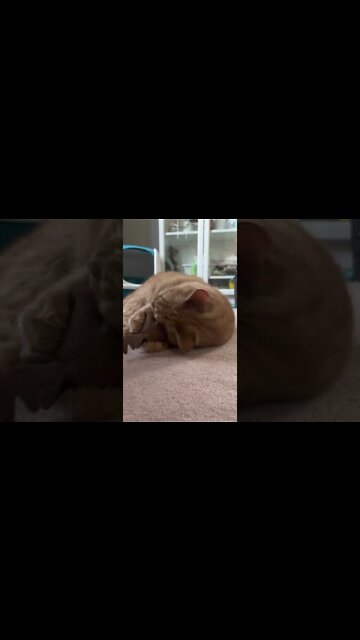 My Cat Loves his Meowjiuana Cat Nip Toy