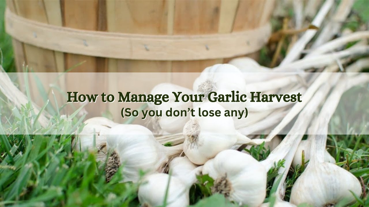 How to Manage Your Garlic Harvest So You Don't Lose Any