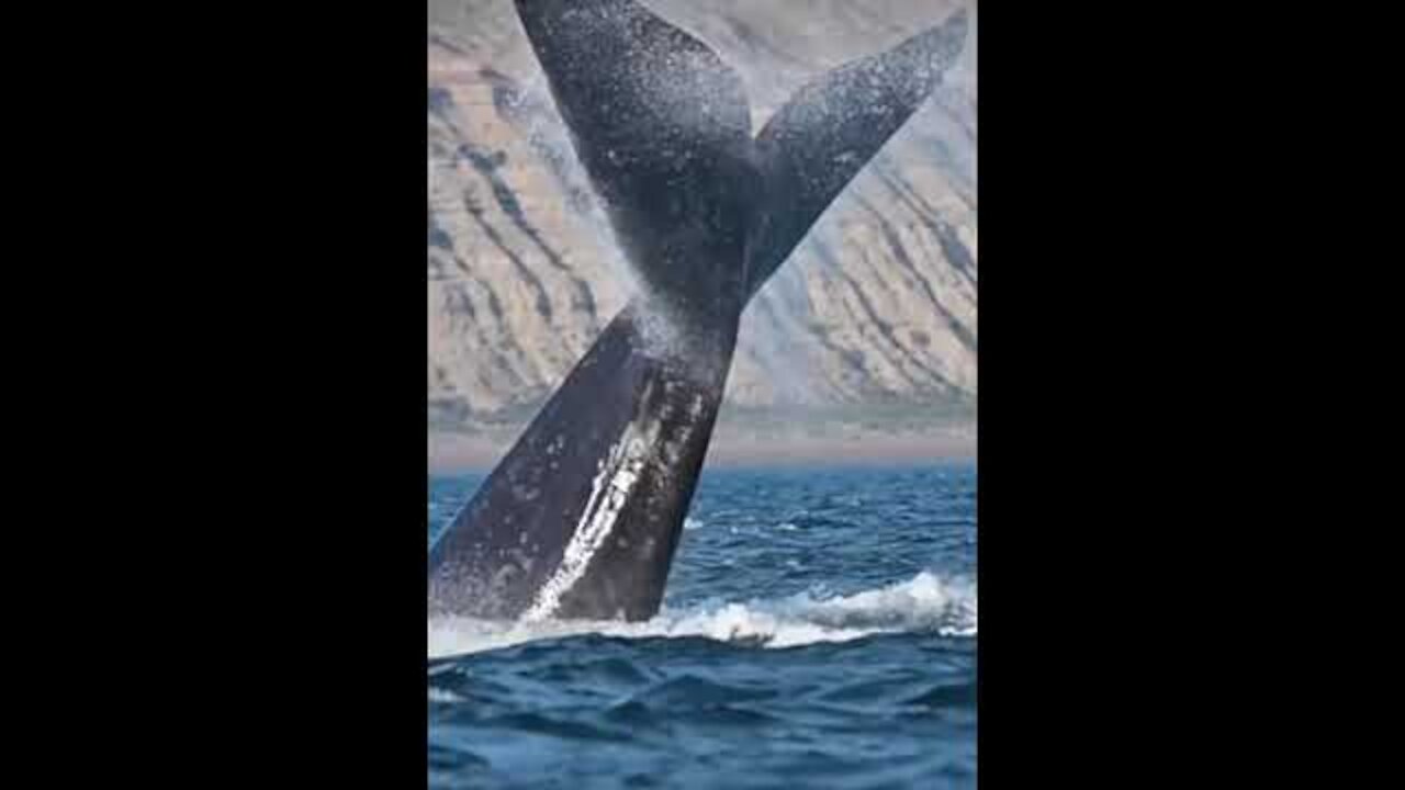 Gray whale incredibly surfaces near boat to be pet