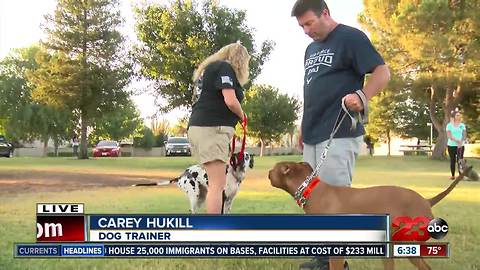 Local dog group helping owners with basic commands