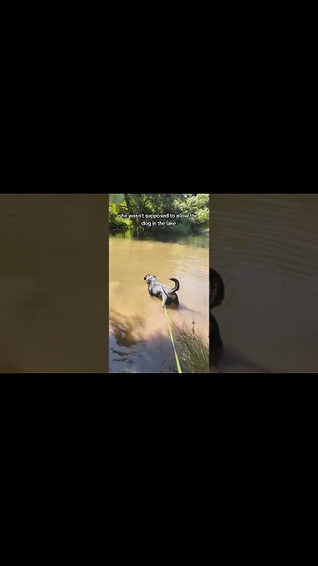 The mother-in-law never listened 🐊 #puppy #rottweiler #dog