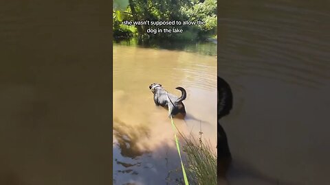 The mother-in-law never listened 🐊 #puppy #rottweiler #dog