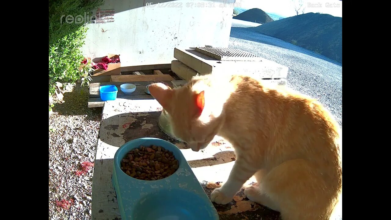 Ginger mother & dark ginger kitten