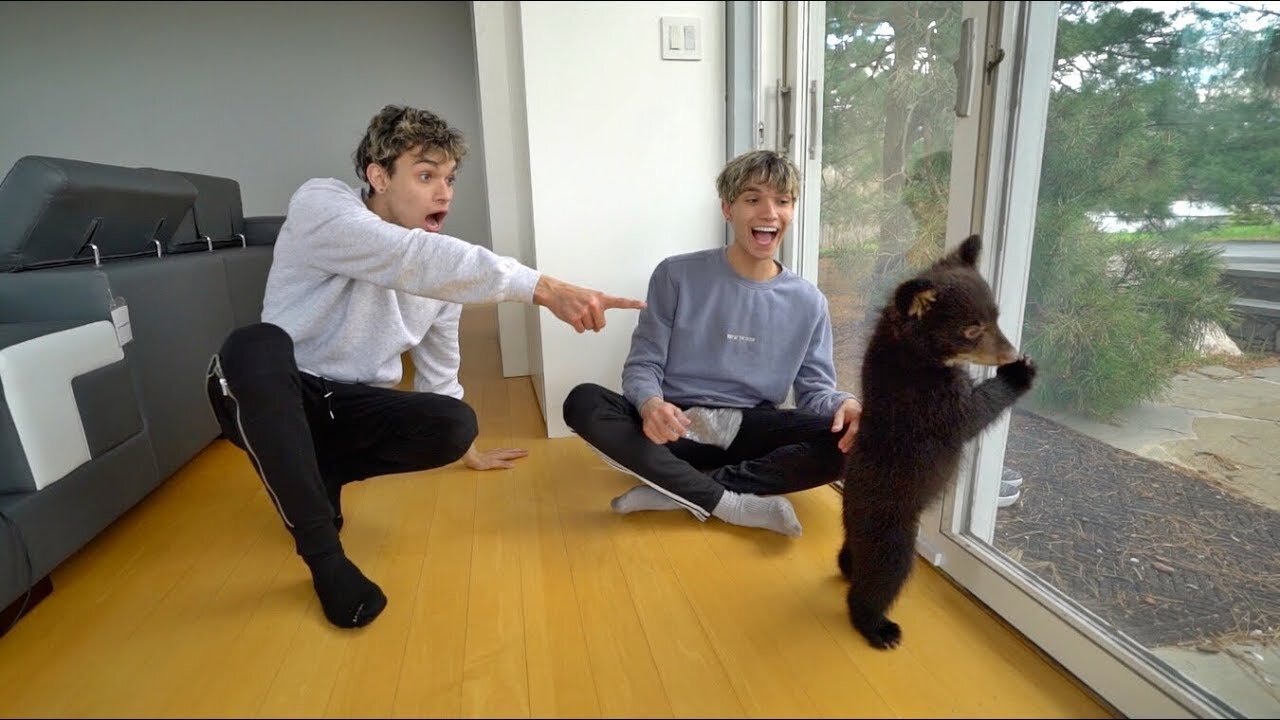 Baby Bear Cubs Playing - CUTEST Bear Video Compilation