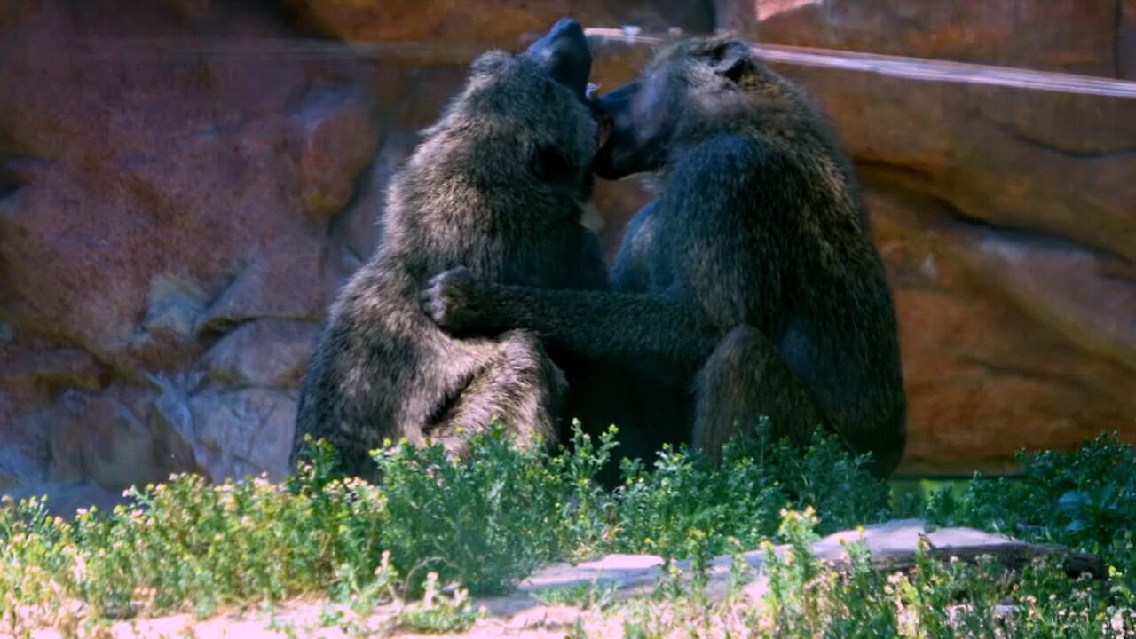 Olive baboons show their ferocious teeth as they playfight