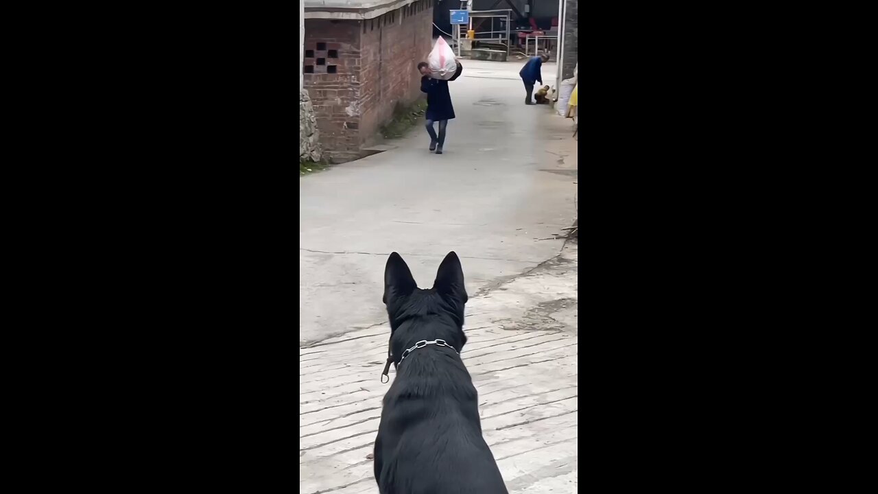 Dog helping master