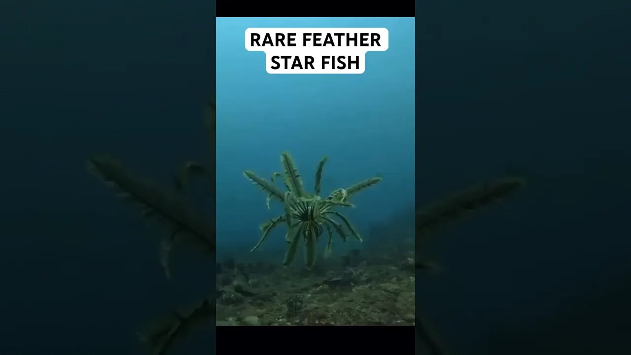 RARE FEATHER STAR FISH