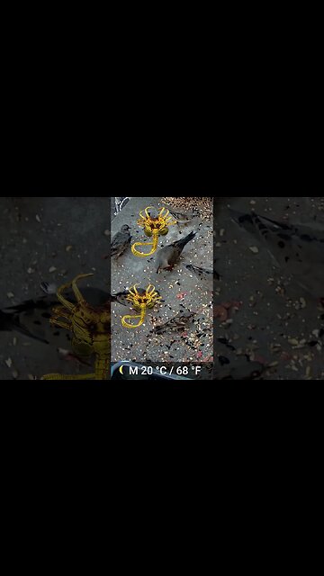 What Are Those Things Attacking The Birds??? 😬