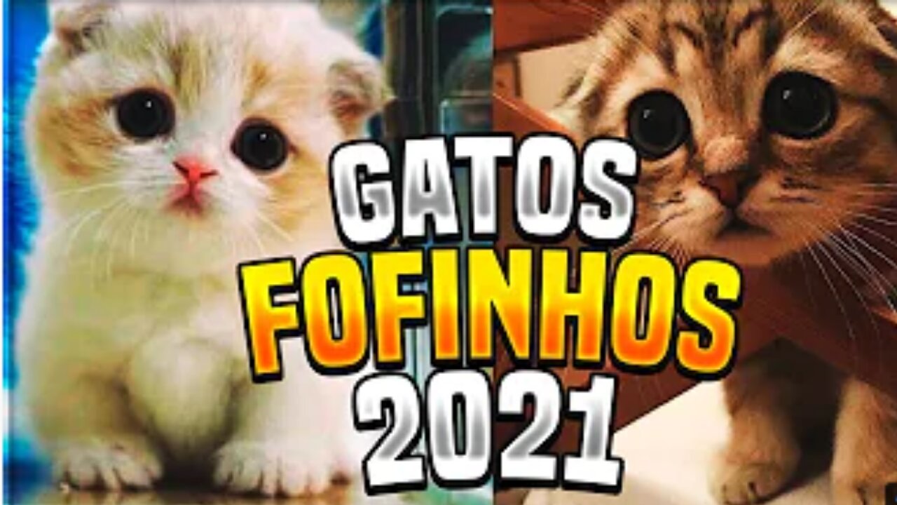 Os gatinhos mais fofos e engraçados que você ja viu