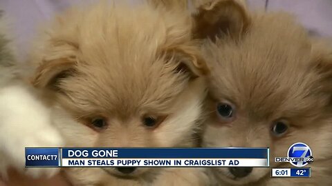 Craigslist seller has puppy stolen from Colorado home