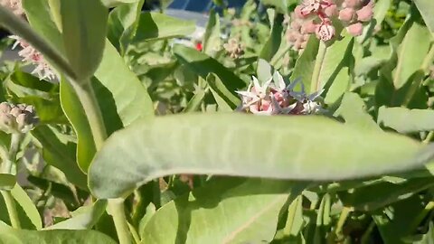 6-10-2023 Milkweed w/Crow