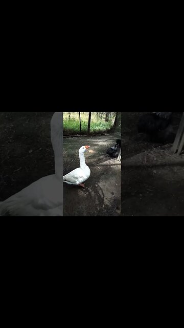 Good Morning Mack, one of my Ganders, he is looking after the Silkies